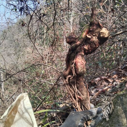 沅陵县山木香坨坨悬崖，
