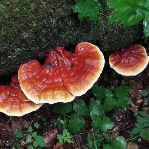 维西县大山里的灵芝