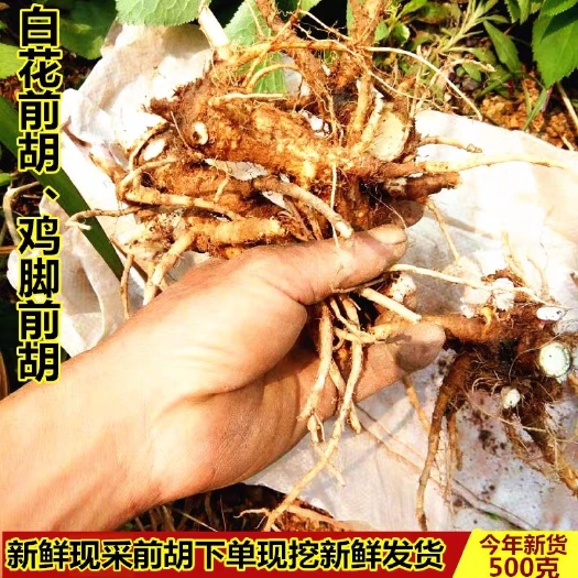 连州市粤北现挖新鲜前胡中草药500g生前胡鸡脚前胡现采前胡山独活
