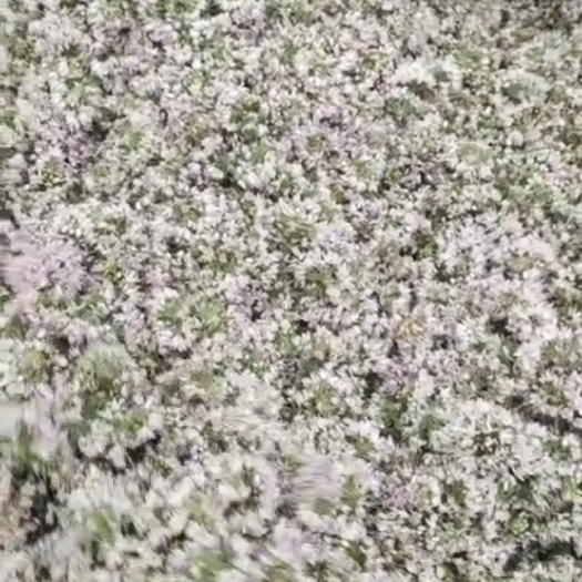 永登县野干韭菜花