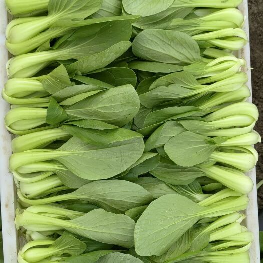 太和县青菜油菜上海青快菜通货食品菜，质量保障信誉第一