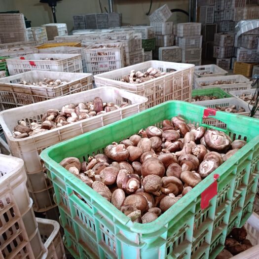 长沙自己基地香菇