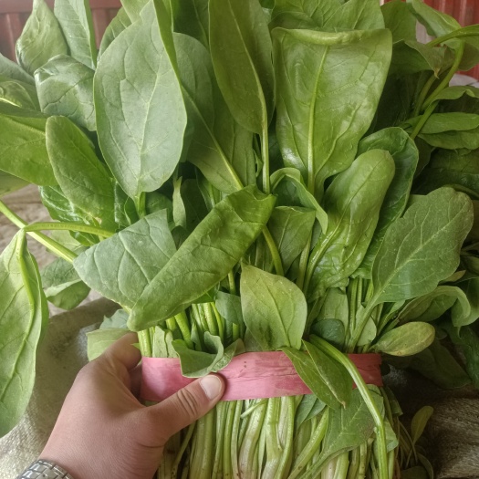 邯郸小叶菠菜