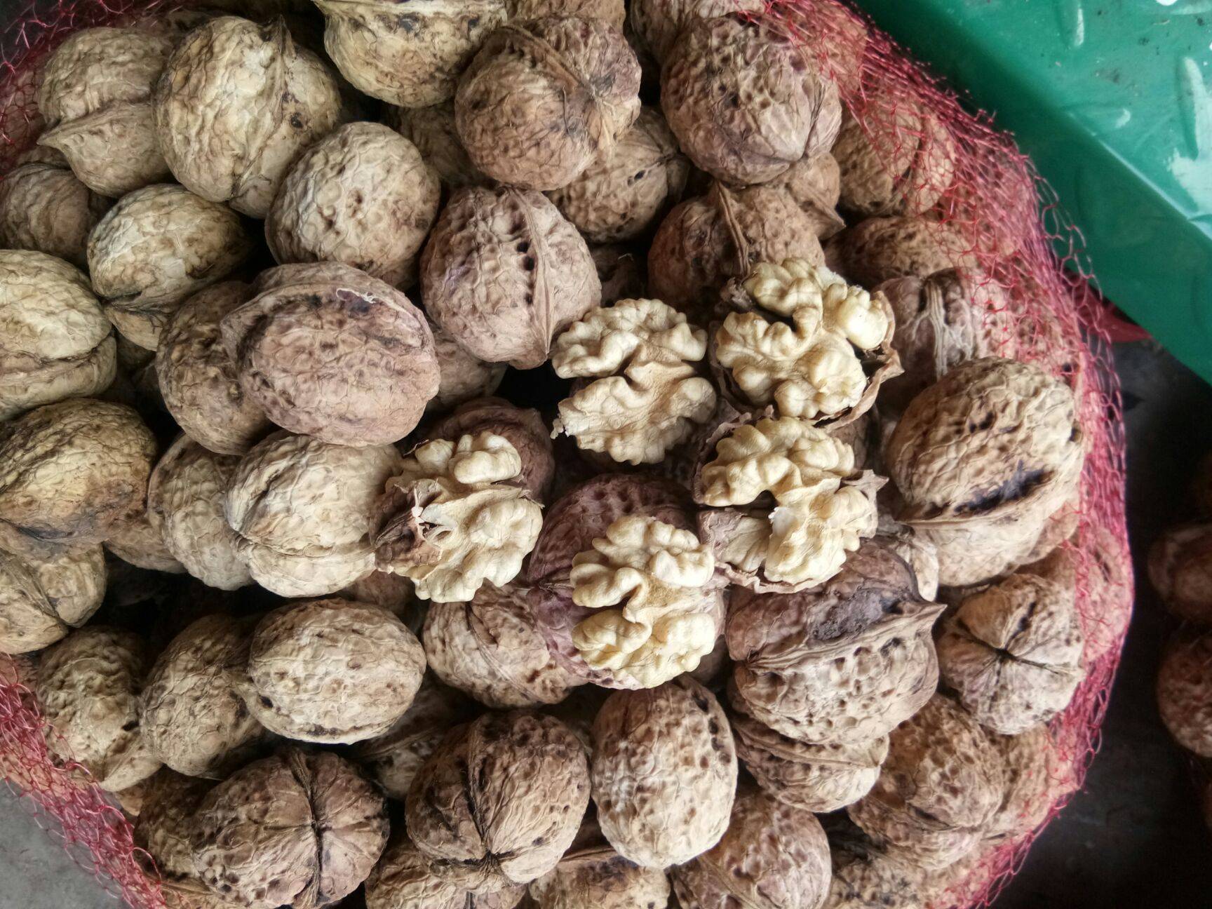 自家种的核桃
