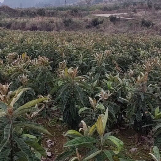 华蓥市两年生冠玉枇杷苗