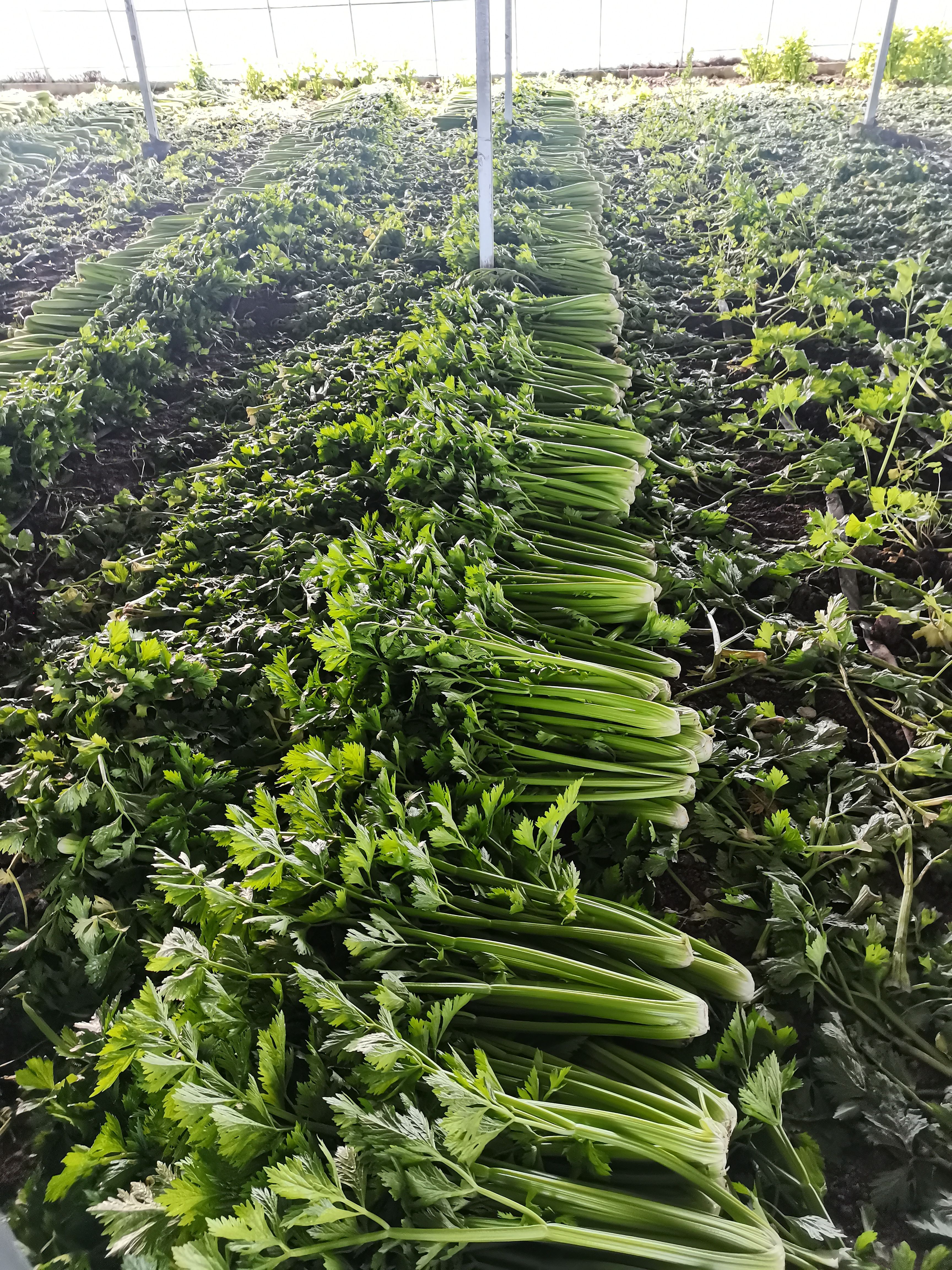 皇后西芹，接受定制，货源充足。