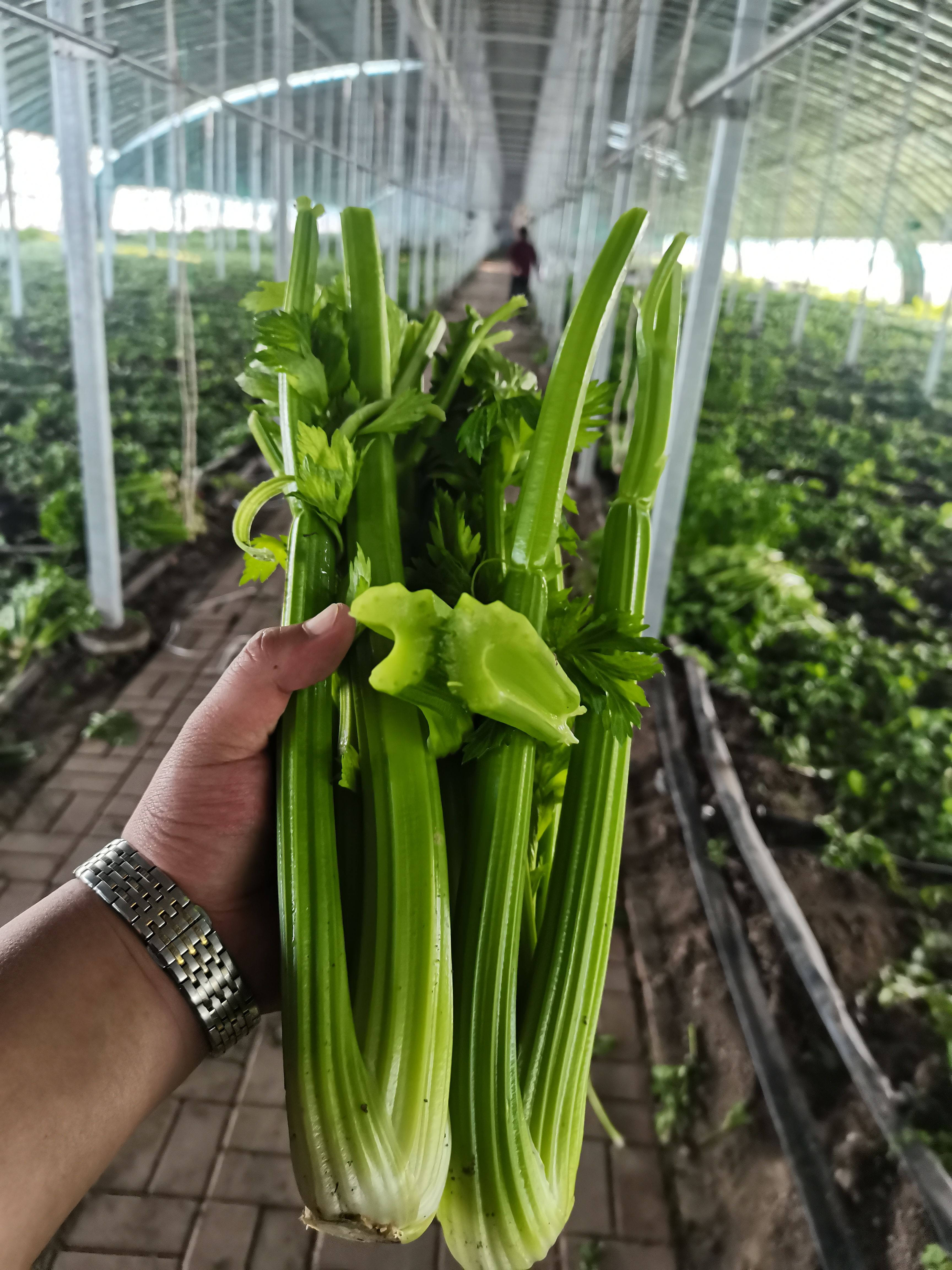 皇后西芹，接受定制，货源充足。