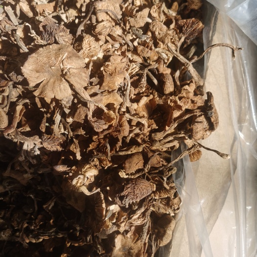 清原县烘干榛蘑，一手货源 产地发货 专业批发30年