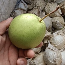 冠县长把梨正在出库中