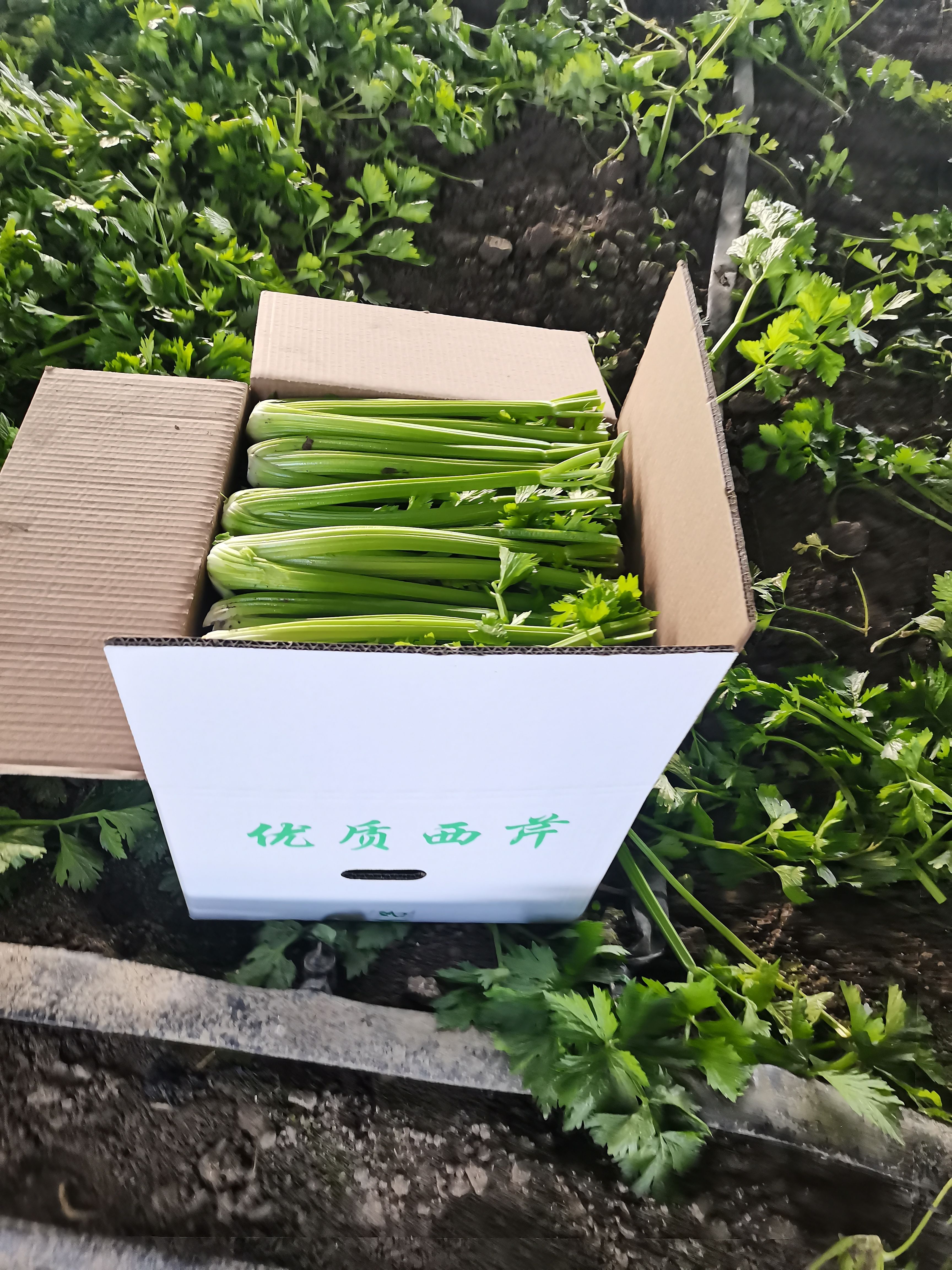 皇后西芹，接受定制，货源充足。