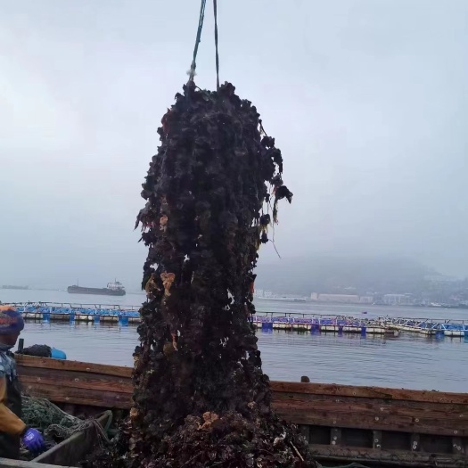 大连生蚝 大连海鲜本地长海县生蚝