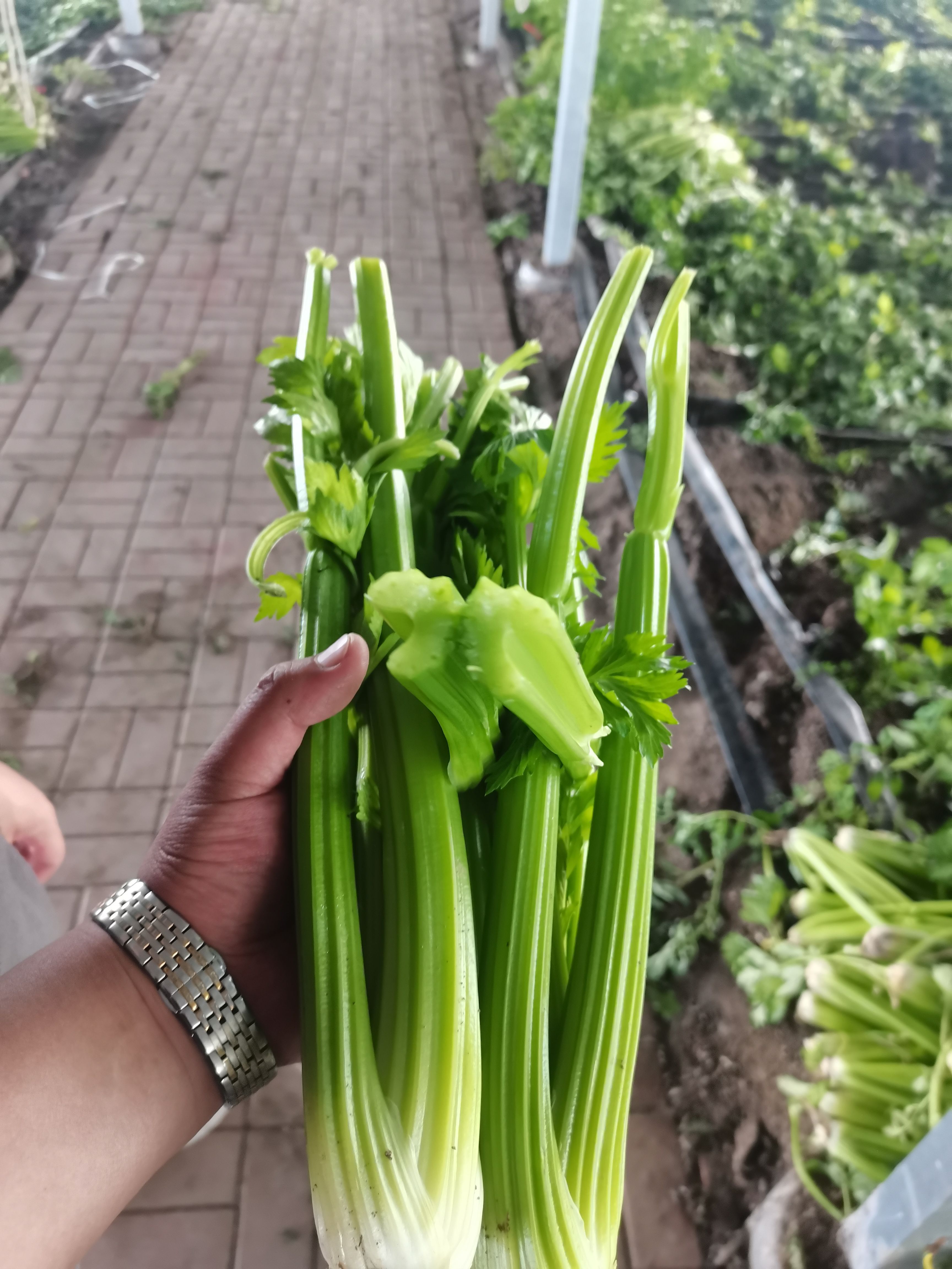 皇后西芹，接受定制，货源充足。