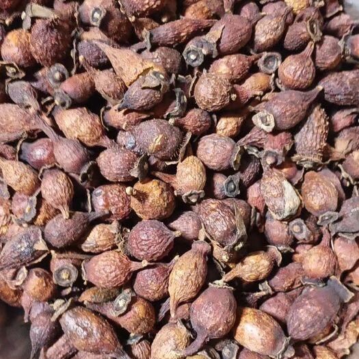 巴马深山老林中药材金樱子
