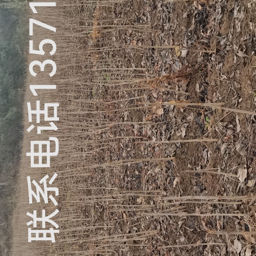 宁强县漆树苗