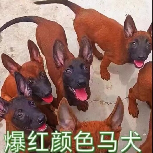 长沙纯种爆红马犬 马犬 活体狗狗 看家护院护卫犬 全国可以发货