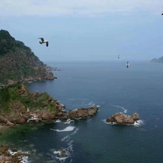 大连生蚝生蚝大连长海县生蚝