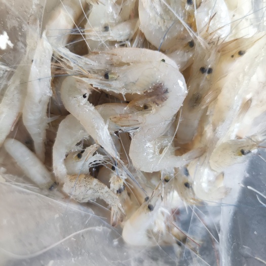 靖西市小海虾白虾米小米虾批发零售，量大从优