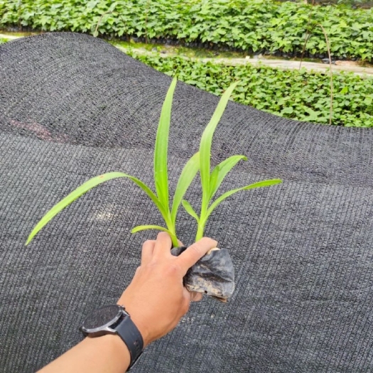 福建漳州苗木花草文殊兰，文珠兰