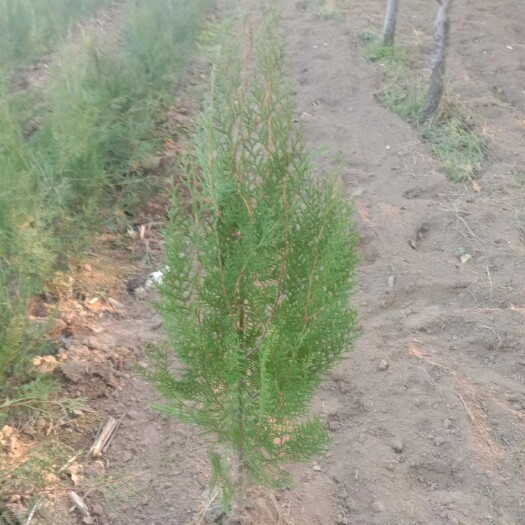 合阳县1.5米起步21杯旱地侧柏，量大。