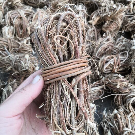 贺州五指毛桃小扎巴，无硫，日晒足干