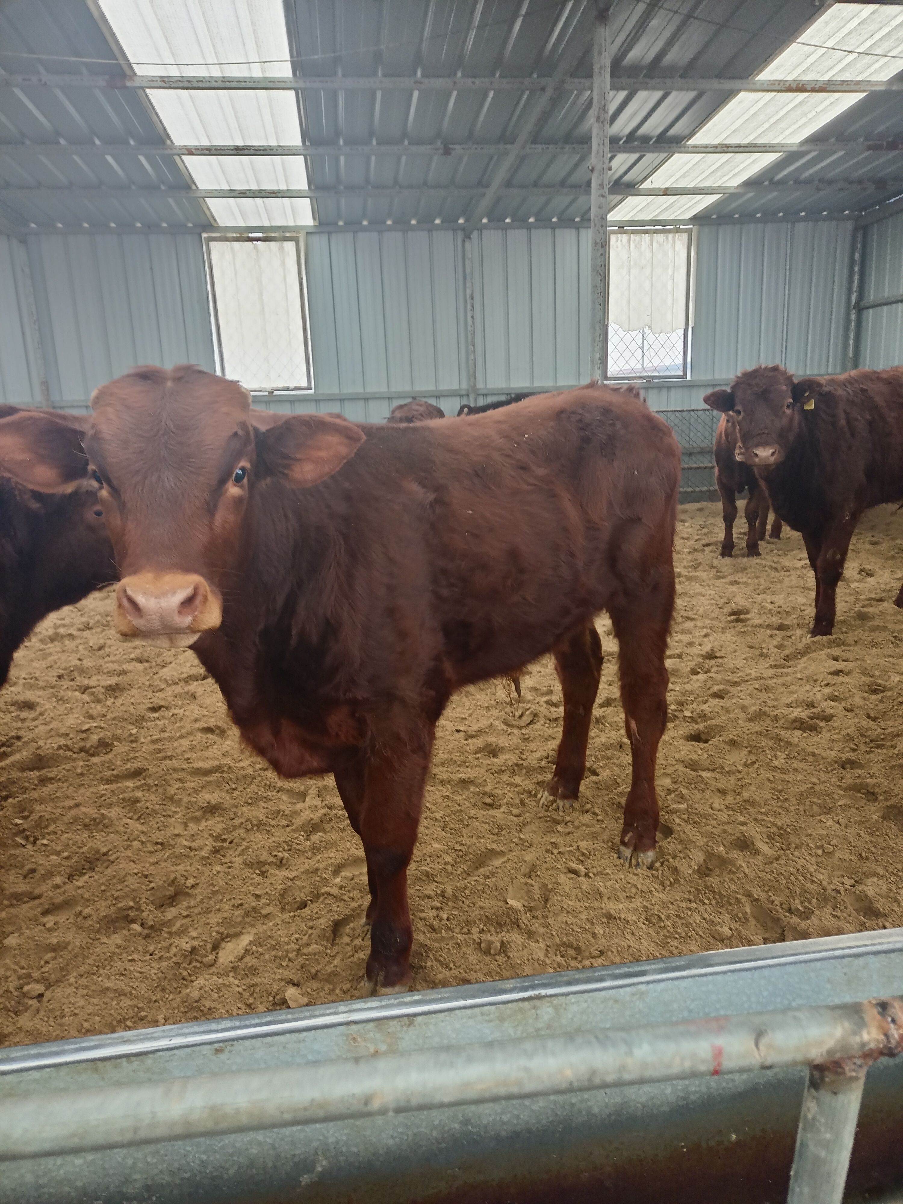 鲁西牛苗活牛牛犊 耐饲养 全国可发欢迎来电联系