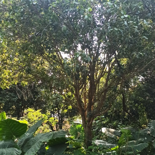 英德市桂花树罗汉松