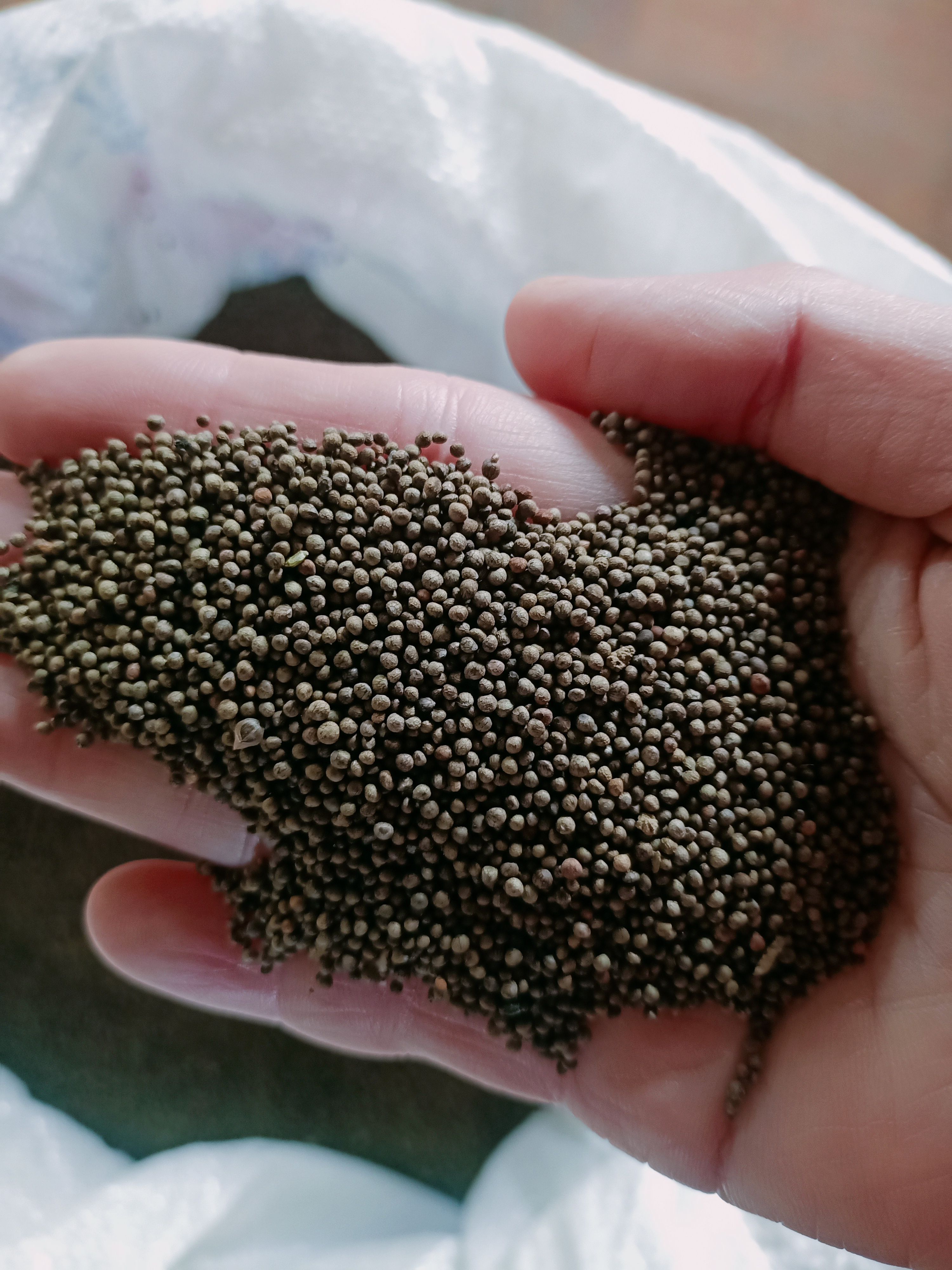 岑溪市优质香味紫苏种子   发芽率高，不发芽包退