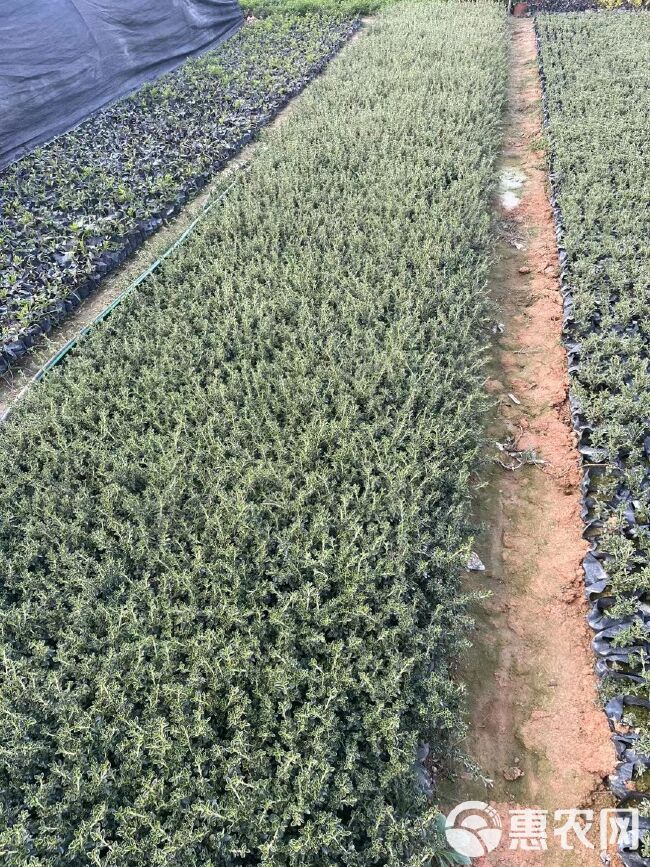 福建漳州苗木花草六月雪基地直供批发价