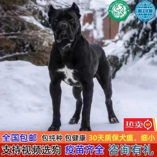 长沙纯种血统意大利卡斯罗犬 公母都有 大小都有 保证健康全国发货
