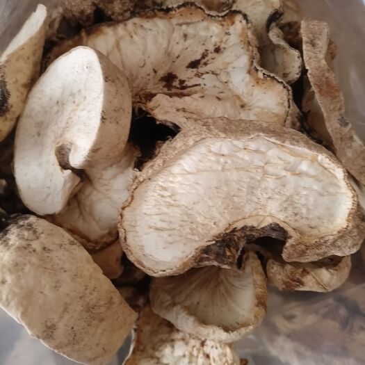 竹菌