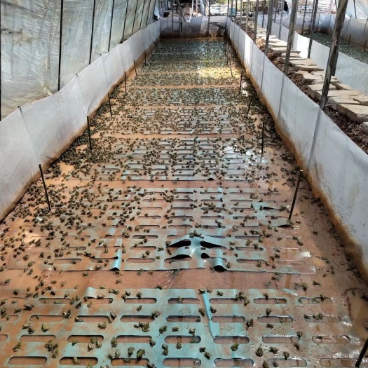 牛蛙养殖基地直产送货