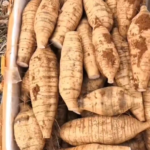 藤县广西粉葛，新鲜无渣，北有人参南有葛根