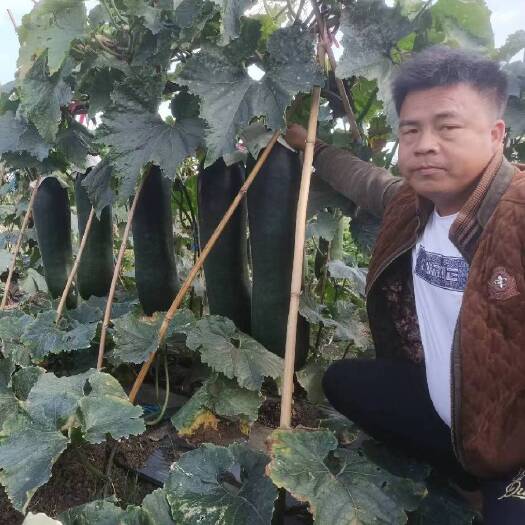 儋州市黑皮冬瓜