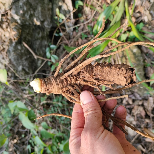 钟山县开口箭/竹根七/包谷七/大量供应