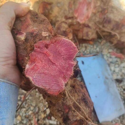 广南县红肉土茯苓  一首货源 欢迎选购