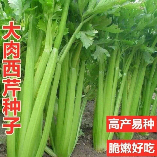 成都原装大肉西芹种子 四季播肉厚脆爽洋芹菜种籽 阳台大棚蔬菜种子