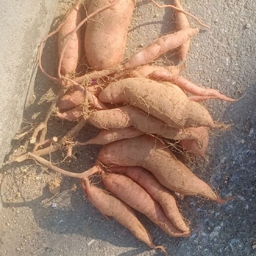 烟薯地瓜种