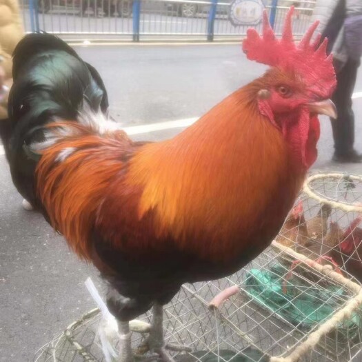 贵阳青脚土鸡 土鸡苗 三黄鸡