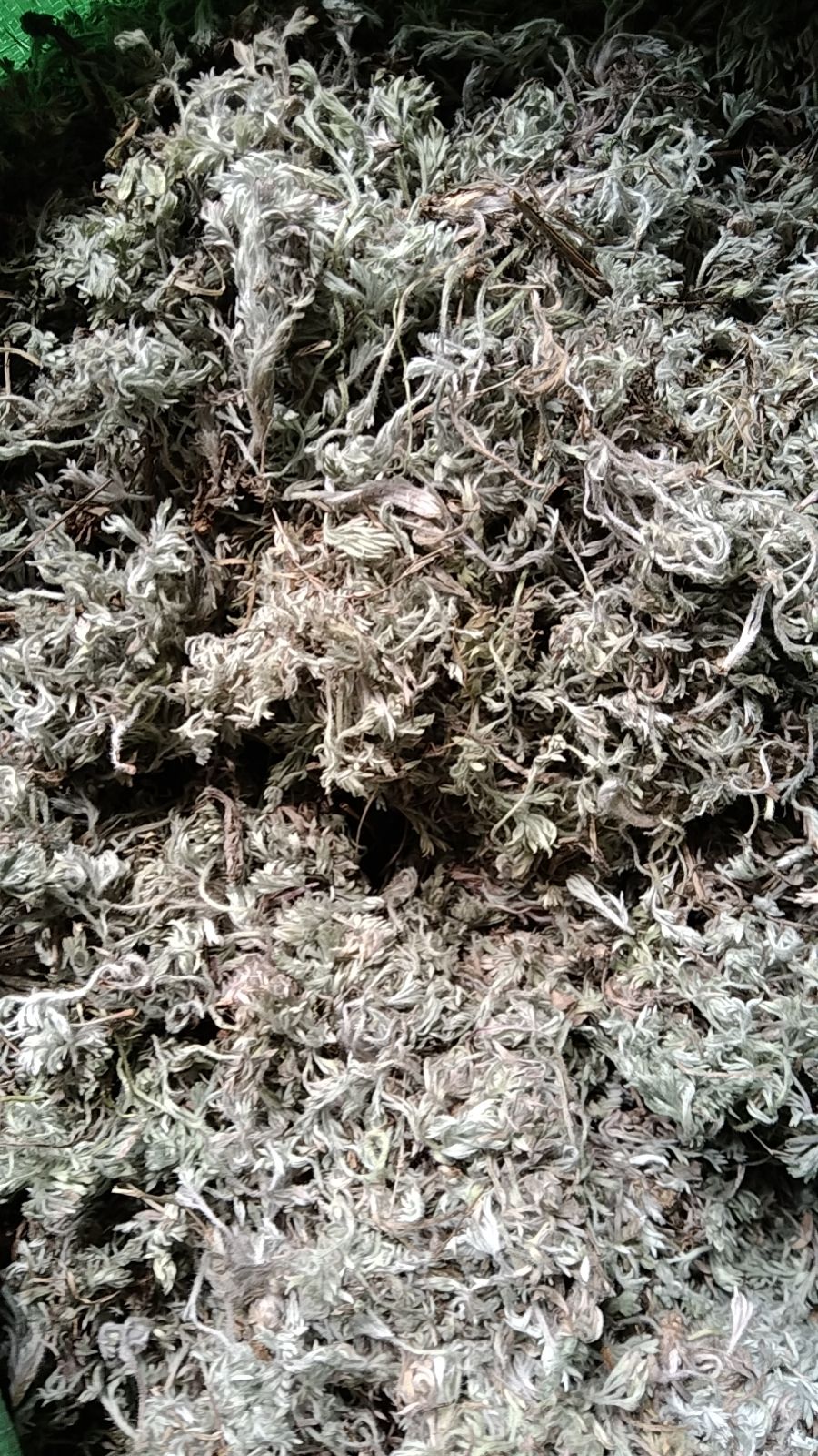 光山县茵陈 干货选货 大别山特产批发零售包邮