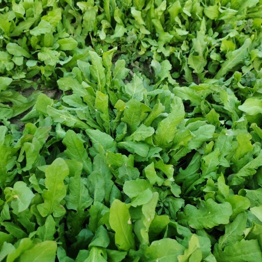 商丘荠荠菜