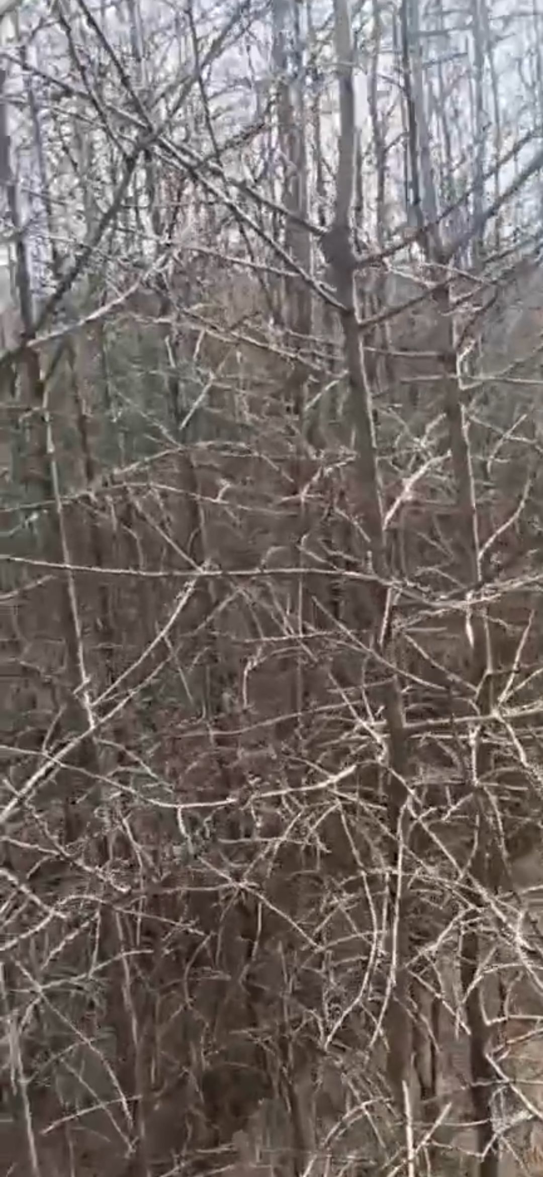 落叶松土球苗1.5-2-2.5-3米左右