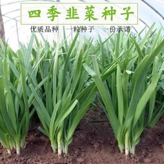 成都【四季韭菜种子】室内外阳台盆栽蔬菜种子庭院大棚种植