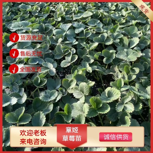济南章姬草莓苗 章姬奶油草莓苗保温箱加冰发货 成活率高 甜宝草莓