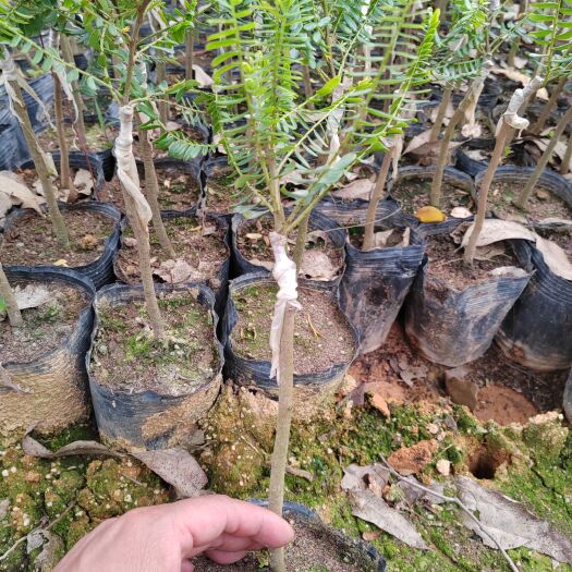 灵山县余甘果苗四季甜