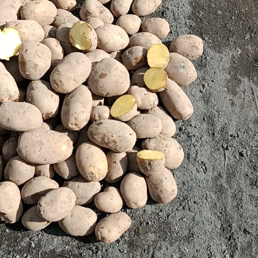 土豆黄皮黄心，3两到2斤。翻包干洗均可，900吨库存大量出库