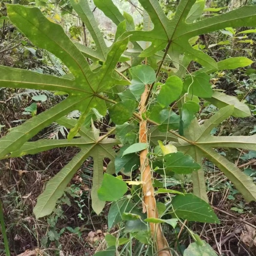 南靖县的七指毛桃根，现挖现晒，新鲜的和晒干的都有！