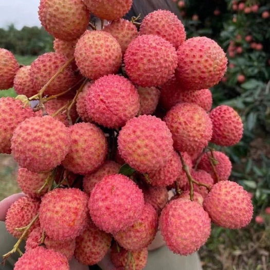 高州市桂味荔枝，核细甜脆！