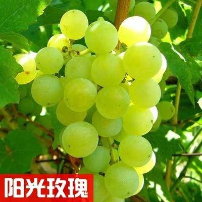 平邑县阳光玫瑰葡萄苗批发