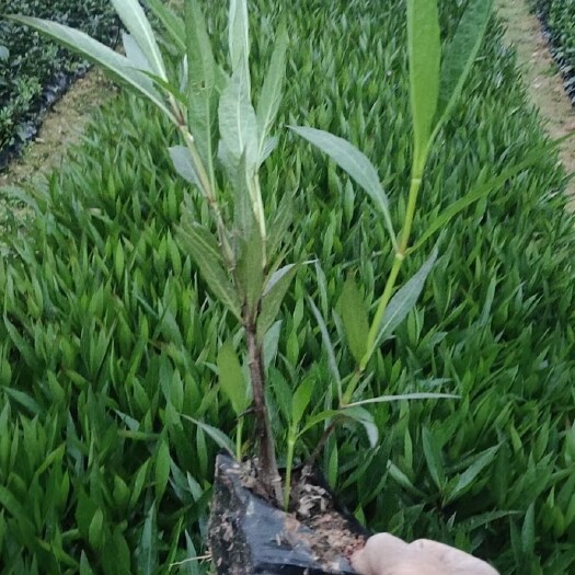 漳浦县福建漳州苗木花草直供翠芦莉批发价