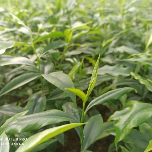 灵山县沉香苗 沉香小苗